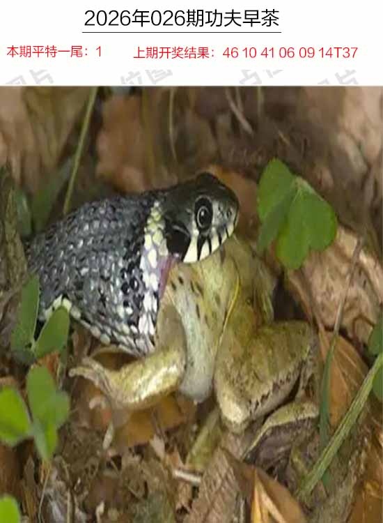 026期功夫早茶[图]